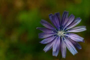 Fototapeta premium closeup of blue flower