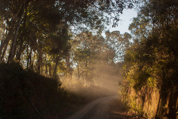 Fototapeta na wymiar foggy morning in the forest