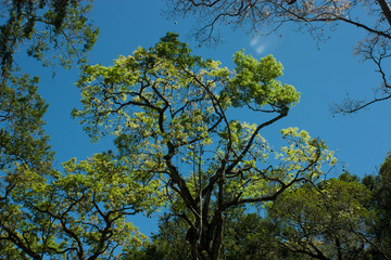 tree and blue sky