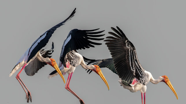 Montage of Painted stork about to land in plain background