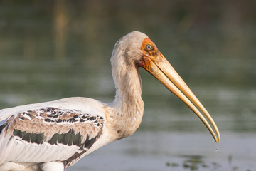 close up view of Painted stork in waters of Bhigwan Pune