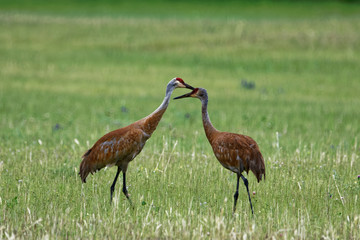 Obraz na płótnie Canvas sandhill crane in the grass