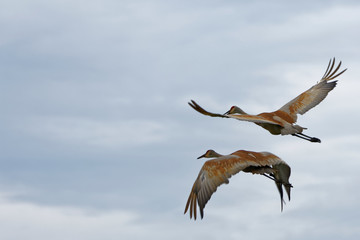 sandhill crane in flight