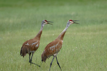 sandhill crane in the grass