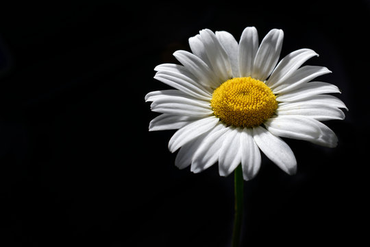 daisy isolated on white background