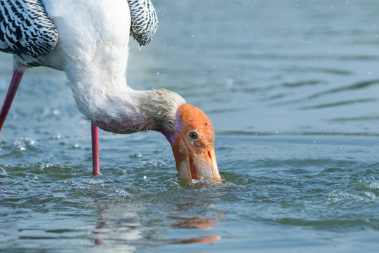 close up view of Painted stork in waters of Bhigwan Pune