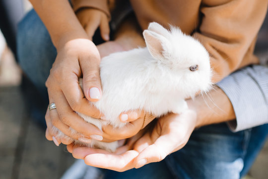 pet friendly concept