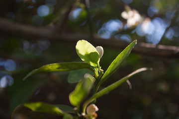 green leaves of a tree