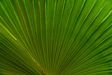 Green leaves texture,tropical leaf for nature background,leaf palm foliage tree