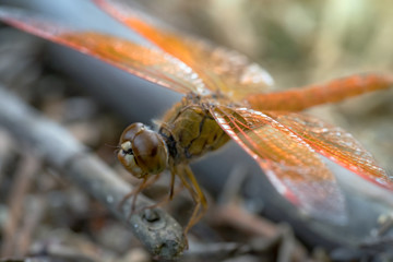 orange dragonfly standing by wood with nature background