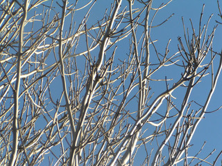 Obraz premium Bare tree branches and blue sky 