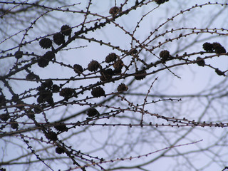 Dry branches and cones in autumn