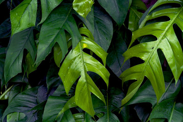 Green leaves pattern,leaf monstera in the forest for nature background © sirawut