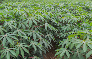 cassava fields in the bright morning sun and the dewdrops on the leaf. Green picture with cassava fields in the bright morning sun and the dewdrops on the leaves.