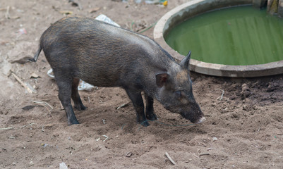 Wildlife in natural habitat. Wild boar, sus scrofa,Big adult wild boar looking for food. Young wild boar in natural environment.