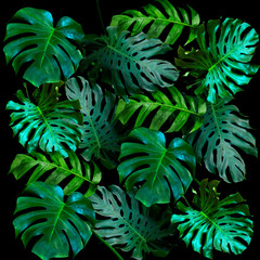 Panele Szklane  Zielony wzór liści dla koncepcji natury, tropikalny liść z teksturą tła