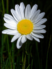 Fototapeta premium daisy in green grass