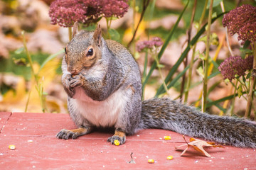 A gray squirrel is eating corn at autumn weather