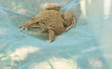 A frog on the net.An adult frog has a stout body, protruding eyes, anteriorly-attached tongue, limbs folded underneath, and no tail (except in tailed frogs). 