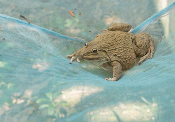 A frog on the net.An adult frog has a stout body, protruding eyes, anteriorly-attached tongue, limbs folded underneath, and no tail (except in tailed frogs). 