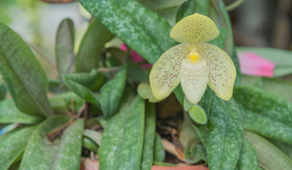 Lady's slipper orchid, aka lady slipper orchid or slipper orchid (Cypripedioideae Paphiopedilum), Royal Botanic Gardens, Thailand wild orchid.