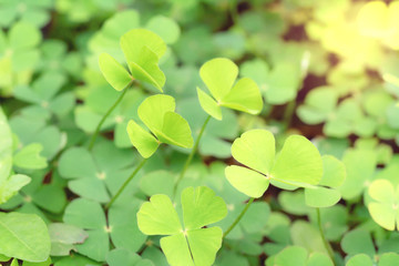 Fototapeta na wymiar Closeup green leaves on blur background,nature concept,shamrock or water clover plant