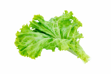 green lettuce leaves isolated on white background,Salad ingredient