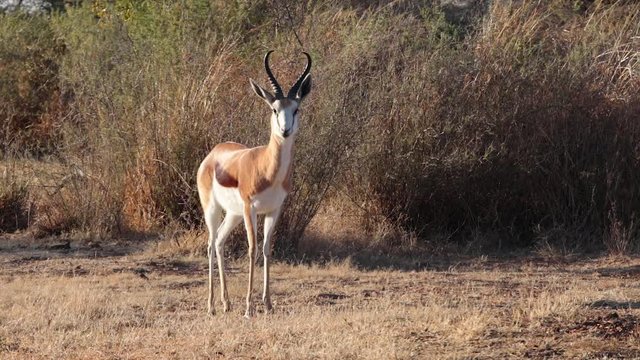 A springbuck looks at the camera while chewing