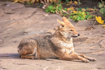Animal jackal