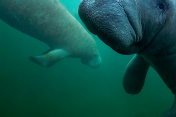 Fototapeta premium A pair of manatees enjoy the warm waters of Crystal River during a cold snap in Florida. 