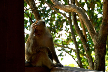 Monkey in National Park in Penang, Malaysia