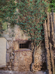 Spanish Wall with Vine Growth
