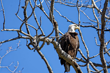 bald eagle in a tree