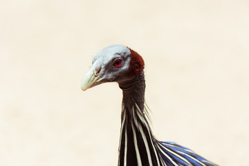 portrait of turkey