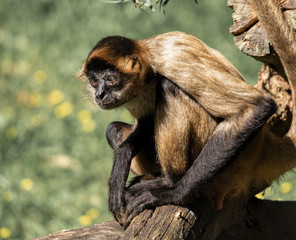 A spider monkey sitting on a stump outside, staring intently.