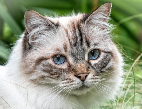 A portrait photo of a beautiful rag doll cat with its blue eyes watching.