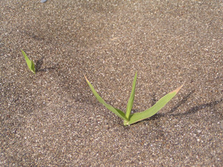 Green stalks on sand in a desert