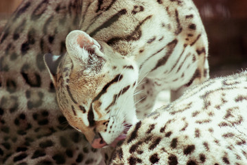 portrait of leopard