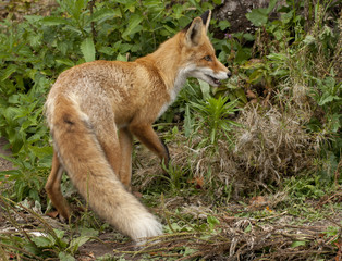 red fox