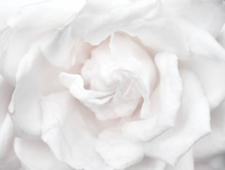 Fresh rose sweet light white petal flower patterns blooming for valentine day or wedding natural...