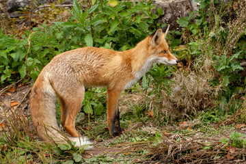 red fox