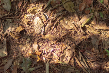 Close-up forest soil texture with dry leaves for wallpaper. Natural resource concept.