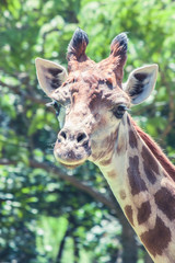 portrait of giraffe