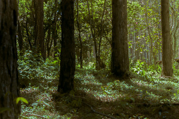 Fototapeta premium Forest