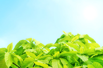 Green leaves pattern with blue sky background,Lettuce Tree
