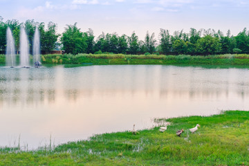 Group of swan eating near the .reservoir in the public park