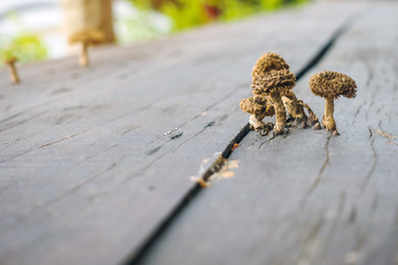 Small mushrooms are growing on wooden planks to make a table during hot and humid weather.