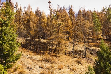 Forest fire burnt forest