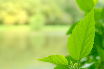Fototapeta na wymiar Green leaves pattern for summer or spring season concept,leaf blur textured,nature background