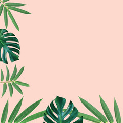 Green monstera and bamboo leaves pattern for nature concept,tropical leaf on pink background